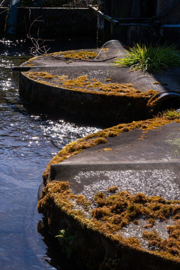 The Heart of Dorset: Houghton Springs Trout Farm’s Commitment to Sustainable Aquaculture