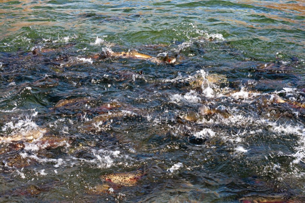 A Taste of Tradition: Discovering Houghton Springs Trout Farm’s Unique Legacy
