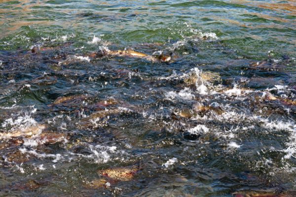 Headline: Fish Farming Redefined: The Art and Science Behind Houghton Springs Trout