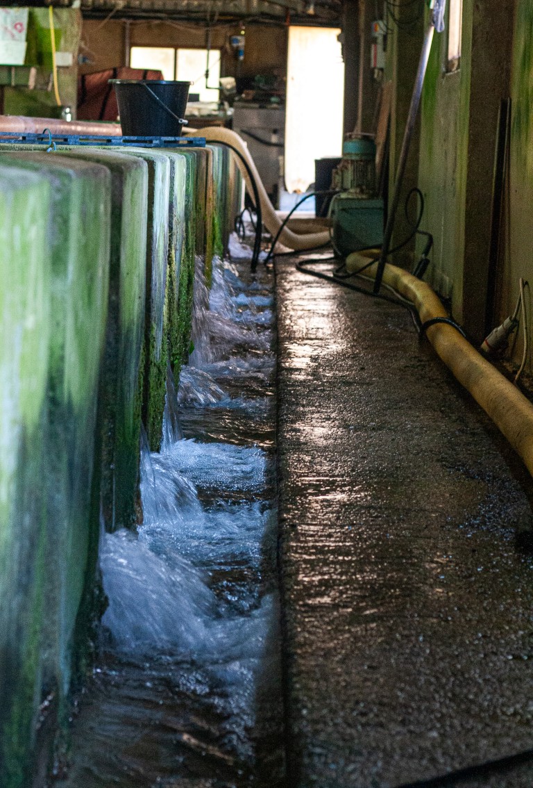 A Fresh Perspective: Embracing the Art of Stocking with Houghton Springs Trout