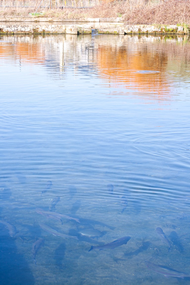 The Importance of Water Quality Management in Trout Farming