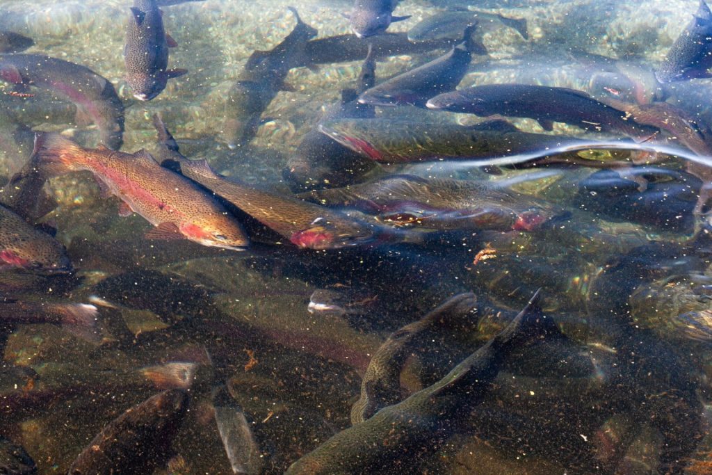 Understanding Your Trout Farm's Nutritional Needs: A Comprehensive Guide
